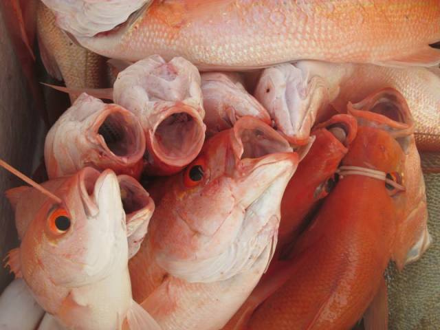 1653845_10152270176825649_850756212_n